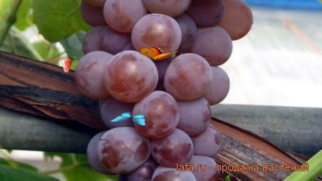Виноград плодовый Канадис (vitis) ? виноград Канадис обзор: как сажать рассада винограда Канадис смотреть онлайн
