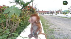 Cola baby monkey cries angry sister Lyly - Baby Cola & baby Johnson