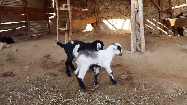 Binatang Lucu , Domba Kecil , Lagu Anak Kambing Lucu , Embek Kambing Lucu смотреть онлайн