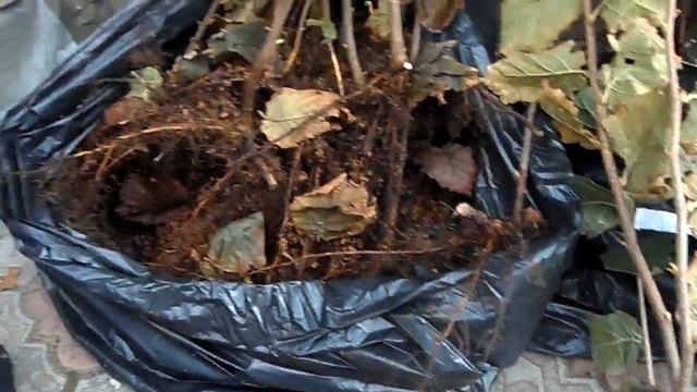 Фундук Обзор саженцев фундука Сирена Каталонский и Гигант Галле... смотреть онлайн