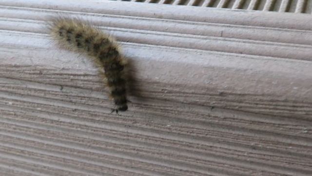 Гусеница. Химки, Левый берег. смотреть онлайн