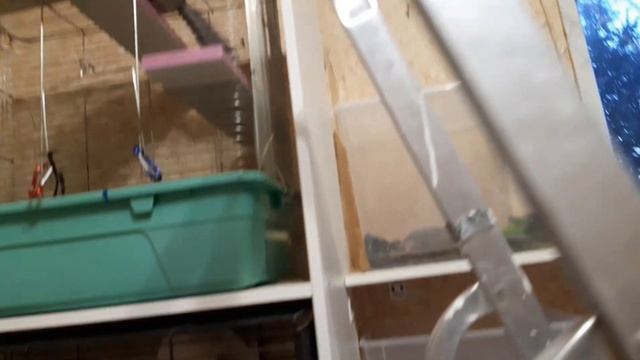 СПАСЕНИЕ ШИНШИЛЛ. смотреть онлайн