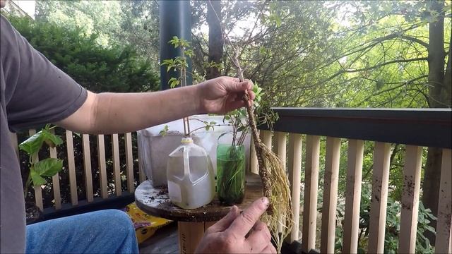 How to easily propagate forsythia plants from cuttings смотреть онлайн