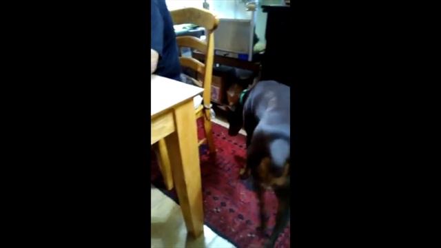 When Your Doberman Pinschers Smells Bacon lol Cool Dog смотреть онлайн