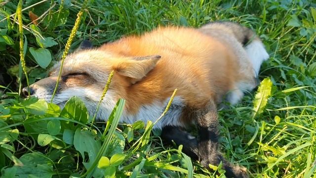 ЛИ СЯО. Алиса - Лиса. Белки кормят лису орехами. смотреть онлайн