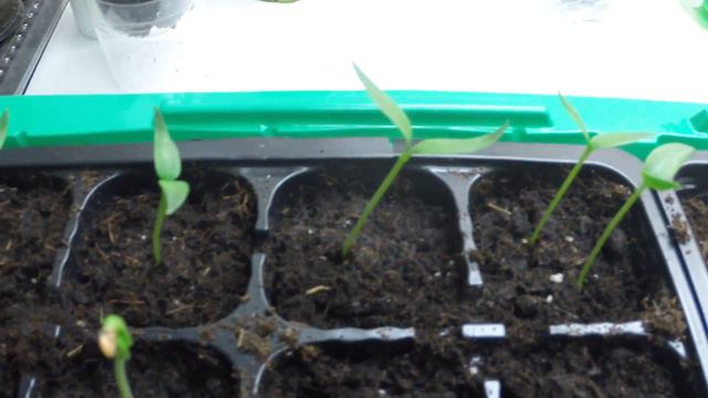 Всходы перца и баклажана. смотреть онлайн