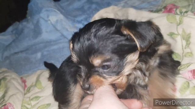Щенки йорка #йорк #шпиц смотреть онлайн