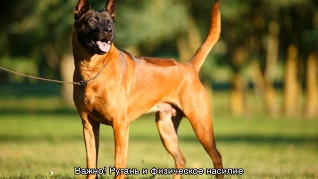 Тайский риджбек: описание породы, характер собак смотреть онлайн