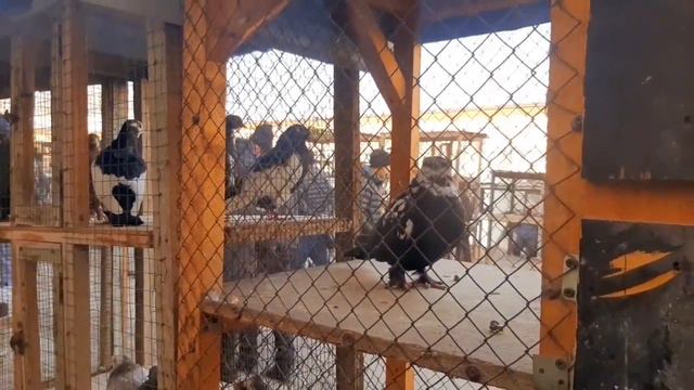 Andijon Soy Kabutar Bozori // андижон сой кабутар бозори