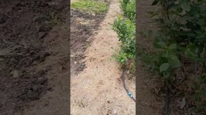 Плантация голубики и опилки для неё.