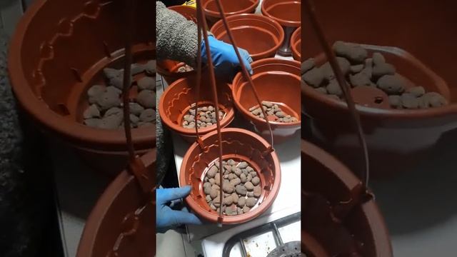 Пересадка ампельной и суперкаскадной петунии в кашпо. смотреть онлайн