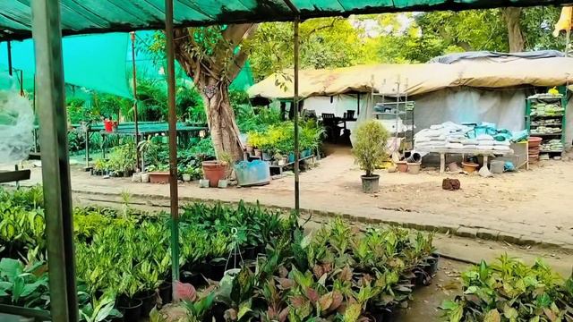 Plant Nursery Visit in Kanpur || Plant Price with Names | Bajarang Nursery / best summer collection смотреть онлайн