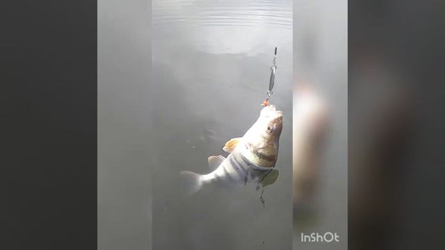 весна! рыбалка среди льдин. смотреть онлайн