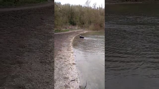Irish Water Spaniel Amber at the Country Park смотреть онлайн