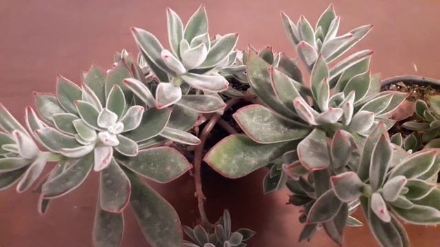 Echeveria pulvinata / origem e cultivo смотреть онлайн
