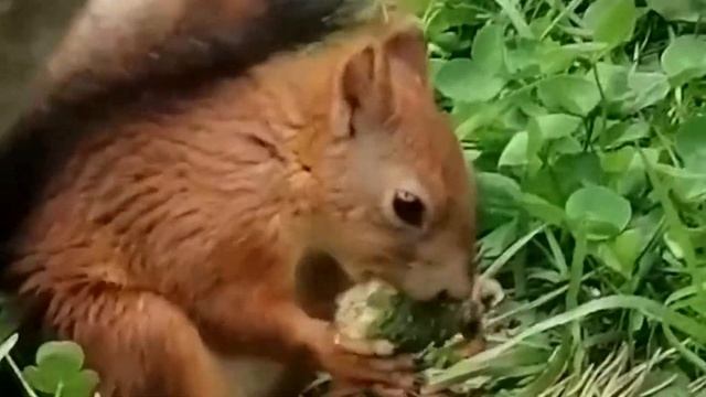 Жизнь белок птичий дворик смотреть онлайн