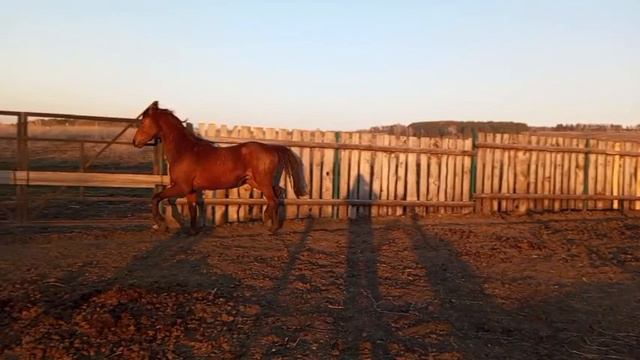 жеребец Перезвон сентябрь 20г рожден от тракененских родителей паспорт ВНИИк смотреть онлайн