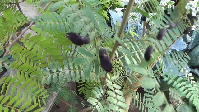 detailed OVERVIEW of my garden (with english subtitle) смотреть онлайн