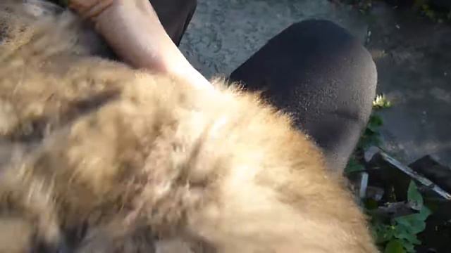 Кошка Муська соскучилась. смотреть онлайн