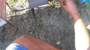 Боль в локтевом суставе. Мне помогли пчёлы.