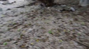 ДЕРЕВО СМЕРТИ: что из себя представляет и где растет самое опасное и ядовитое дерево в мире