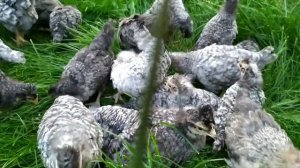 ЦЫПЛЯТА ЛЕГБАРА КРЕМОВОГО /ЦЫПЛЯТА ЛЕГОРНА БЕЛОГО