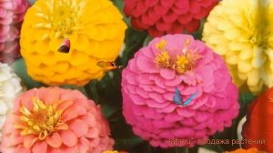 Цинния низкорослая Фея Смесь окрасок ? обзор: как сажать, семена циннии Фея Смесь окрасок