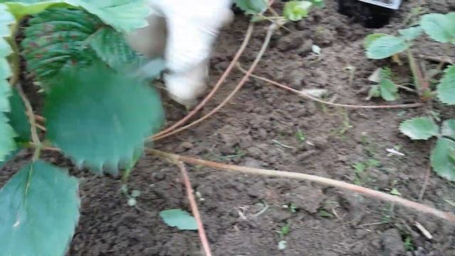 Методы размножения КЛУБНИКИ усами смотреть онлайн