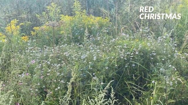 #волоколамск #подмосковье #чисмена Красота подмосковья смотреть онлайн