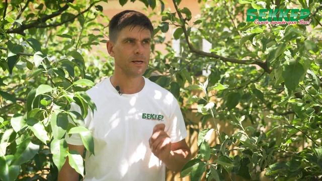 Уход за яблонями и грушами. Выращивание яблони и груши: основные правила ухода. смотреть онлайн