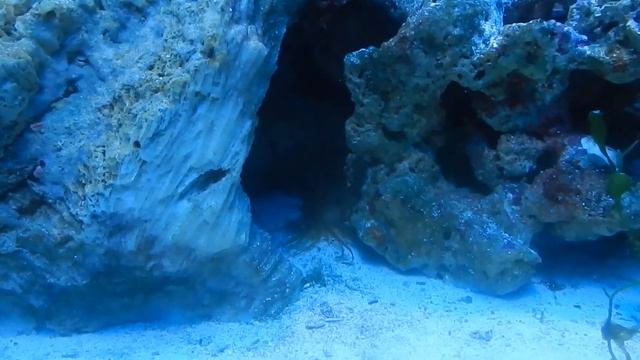 Море. Мифический Единорог. смотреть онлайн