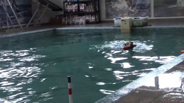 Крауклиш Сергей и Альта Dog Diving (3 дивизион) 22.08.20 перепрыжка смотреть онлайн