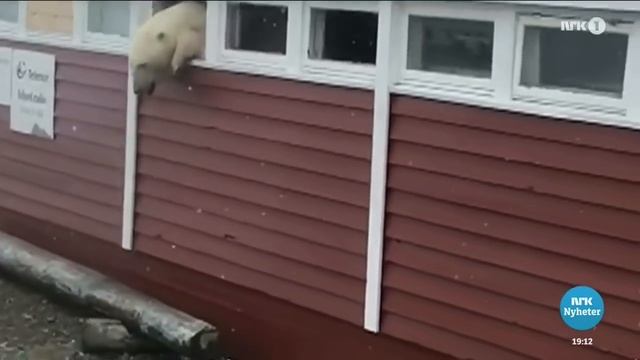 Polar bear escaping hotel смотреть онлайн