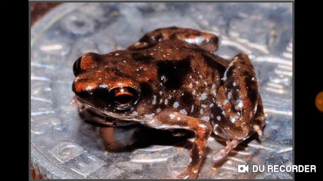 Самая маленькая лягушка смотреть онлайн