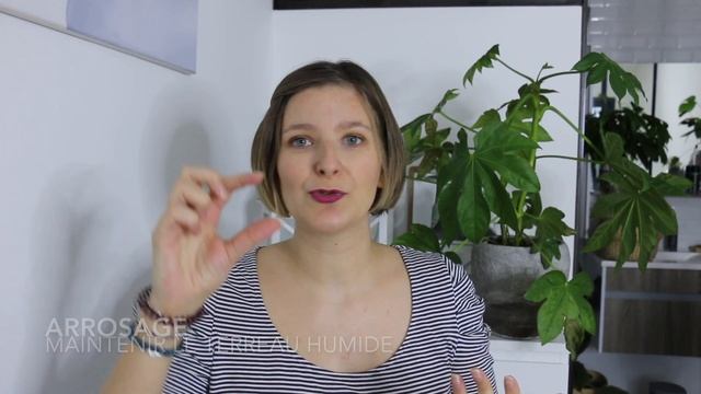 ? Fatsia Japonica - Aralia du Japon : conseils d'entretien #laplantedelasemaine смотреть онлайн