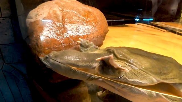 Шок?Скелет со змеёй?паук птицеед?ящерица?редкие змеи животные мира | tima boom смотреть онлайн