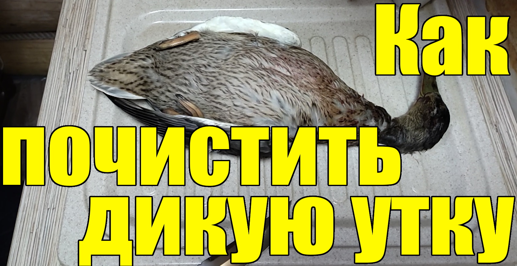 Дикая утка - как ее разделать. после охоты. Как ощипать, опалить и потрошить добытую на охоте утку. смотреть онлайн