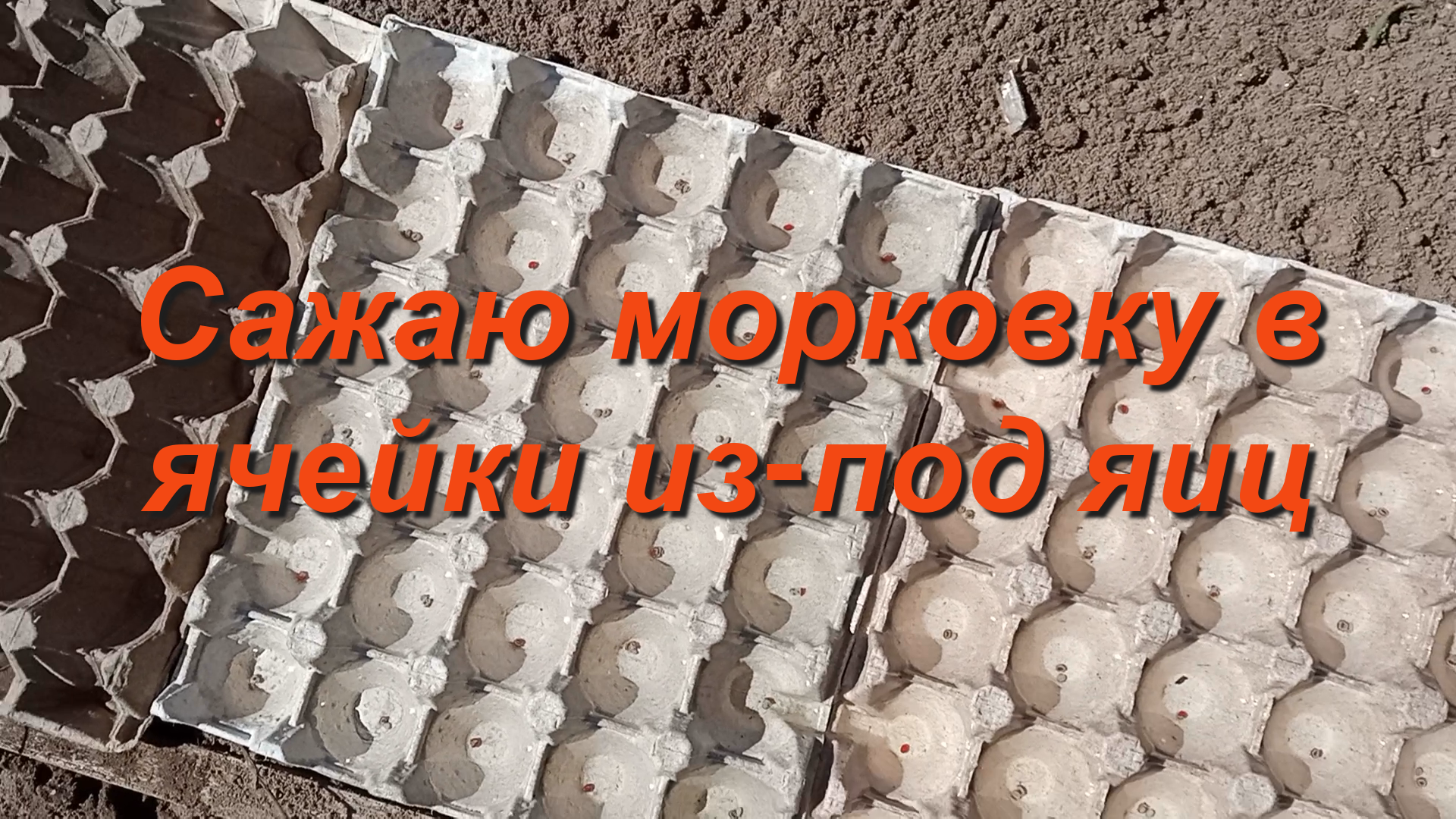 Посадка моркови в ячейки от яиц. Решила провести эксперимент смотреть онлайн