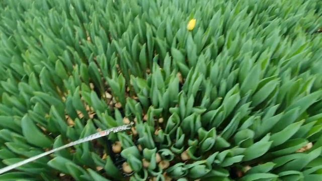 Выгонка Тюльпанов. Замер сортов Организация теплицы. смотреть онлайн