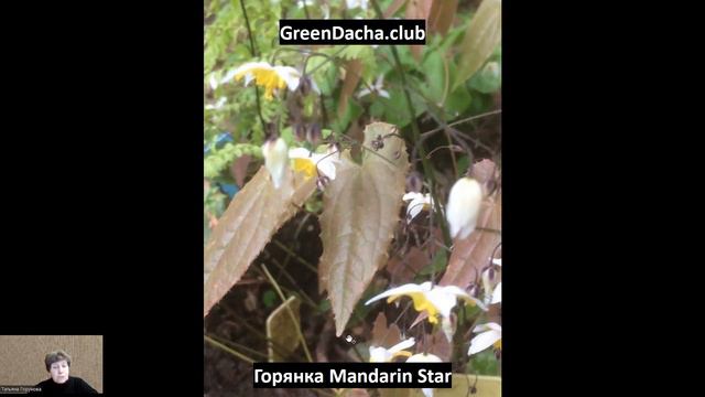 Горянки Harold Epshtein, Purple Pixie, Mandarin Star, White Queen. Обзор 4 сортов.