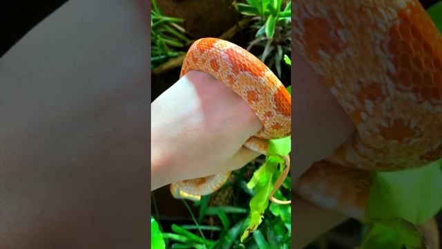 Какие бывают змеи смотреть онлайн