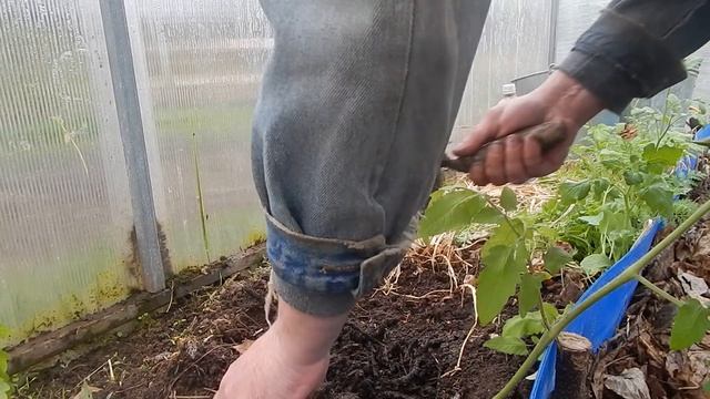 Правильная посадка в теплице помидор. Сделайте так при посадке для большого урожая томатов смотреть онлайн