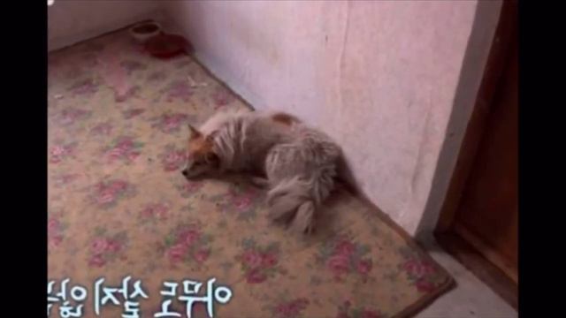 Преданная собака уже больше 3-х лет ждет свою хозяйку, которая уже не вернется смотреть онлайн