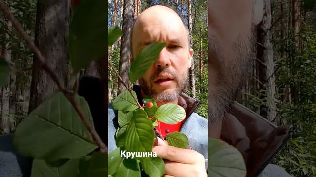 Крушина - несъедобная ядовитая ягода. смотреть онлайн