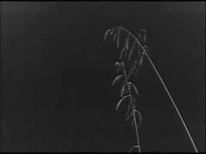 Морзянка -- Поет морзянка за окном веселым дискантом -- Владимир Трошин