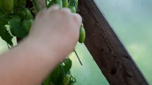 Томат Ниагара, водопад плодов???. Классный сорт, неприхотливый. Обзор томатов по сортам на 6.8.21