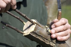 Прививаем на дичку яблоню