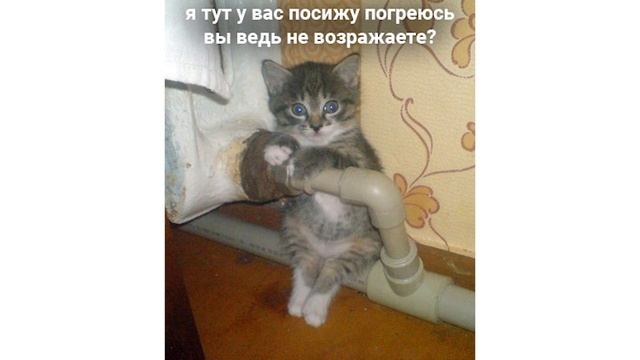 Приколы с котами. Упоротые коты | Мемозг #122 смотреть онлайн