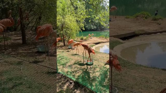Розовый фламинго #розовыйфламинго #зоопарк #zoo #сибирь #2023 #siberia #новосибирск #novosibirsk смотреть онлайн