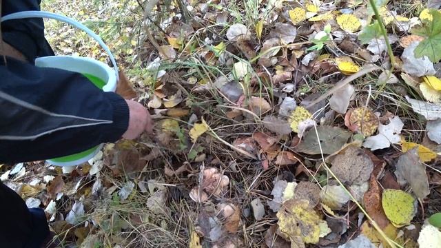 собираем подтопольники в октябре 2022, тополевая рядовка смотреть онлайн